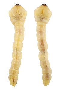 Melobasis splendida, PL3859, larva, from Beyeria lechenaultii, stem (PJL 3145), MU, 19.0 × 4.2 mm